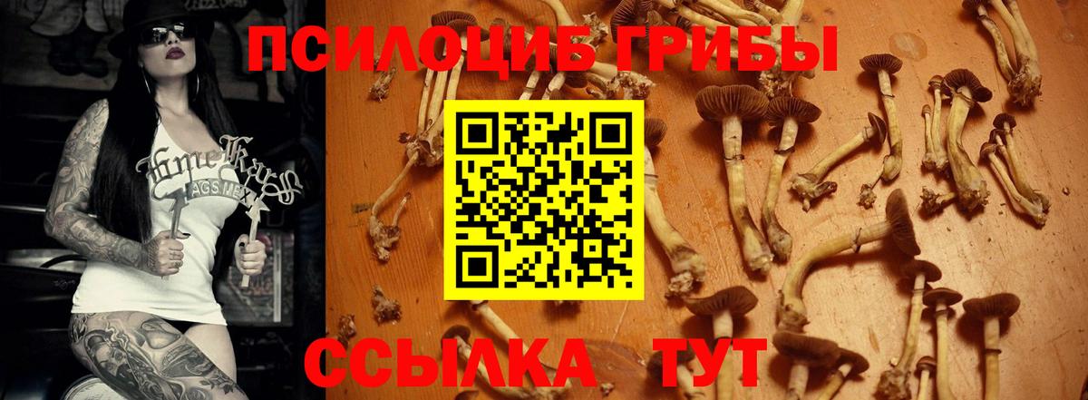 Псилоцибиновые грибы Cubensis Абинск